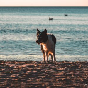 Pies na plaży o zachodzie słońca – fot. Krystian Kantarski (fuzjiart)
